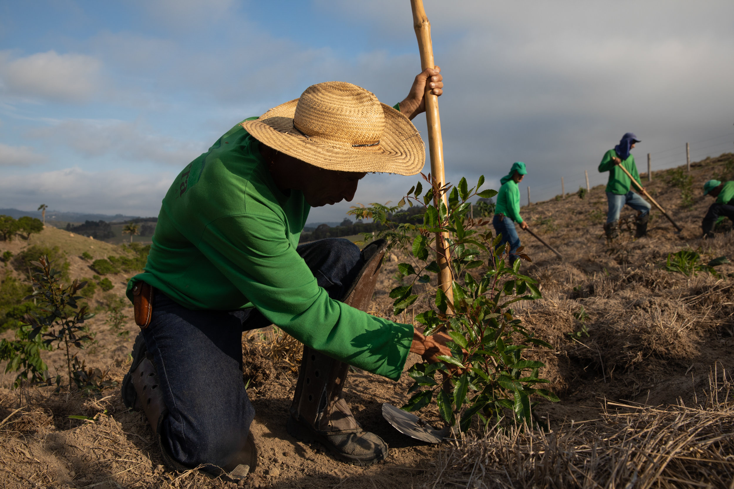 Planting of new reforestation areas in Extrema, Brazil